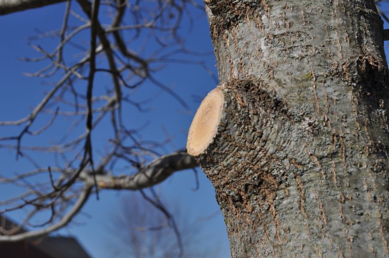 Branches Pruning in Doylestown, PA